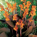 Canna lily, Canna Indica
